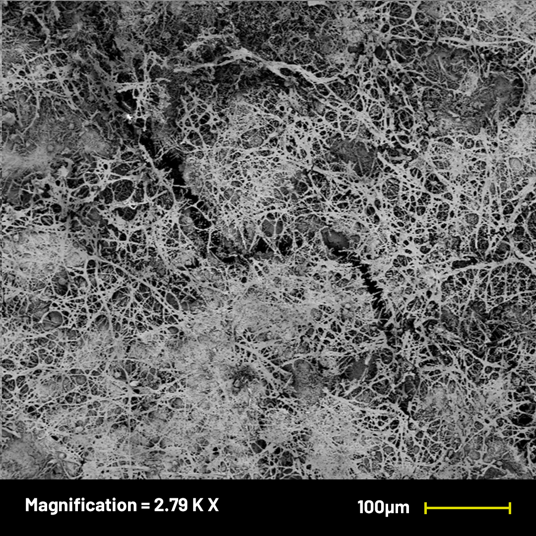 Solinatra Under the Microscope — Solinatra