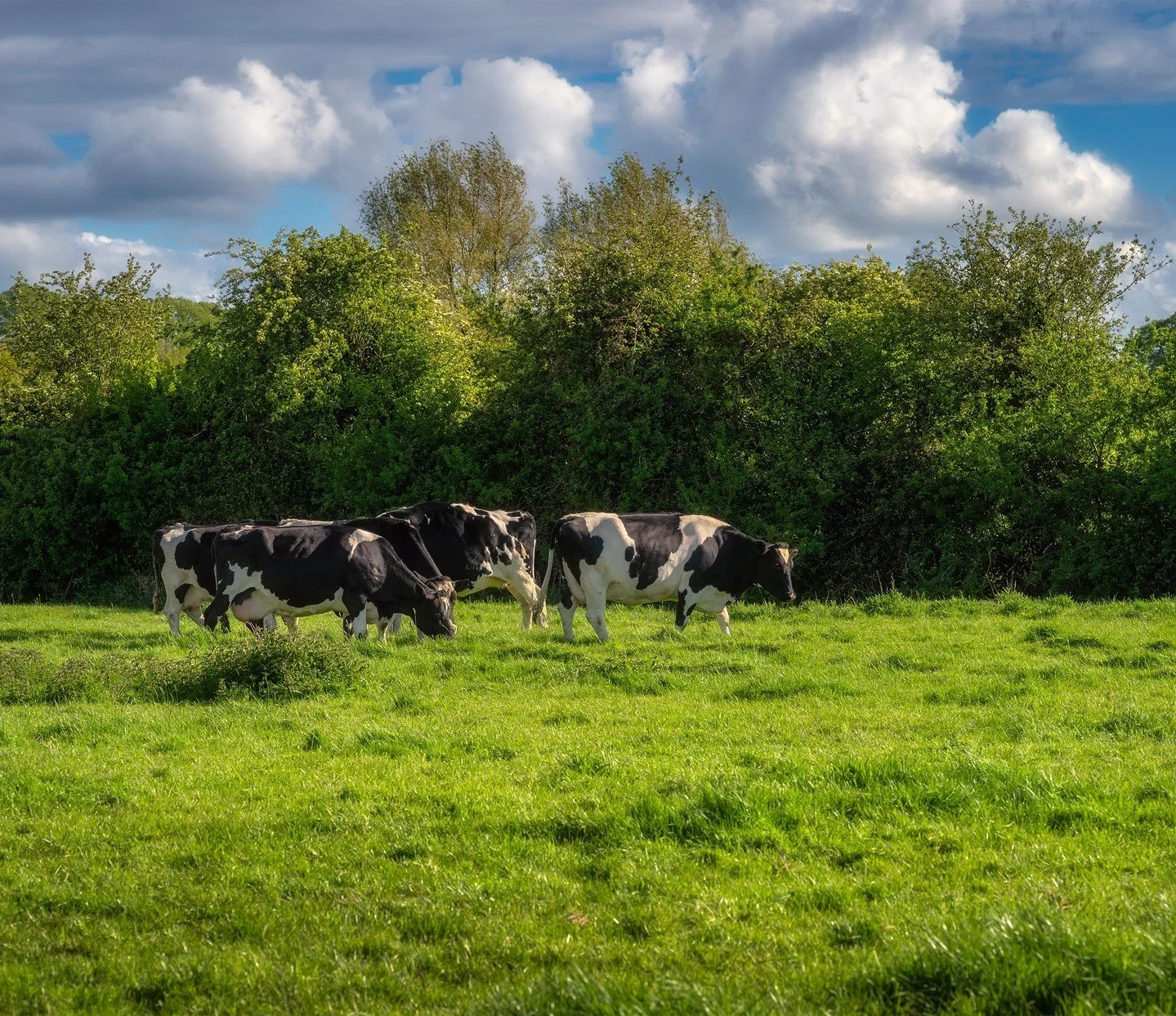 Happy cows and lush Irish grass are the secret behind the bold taste of our cheddar 💚