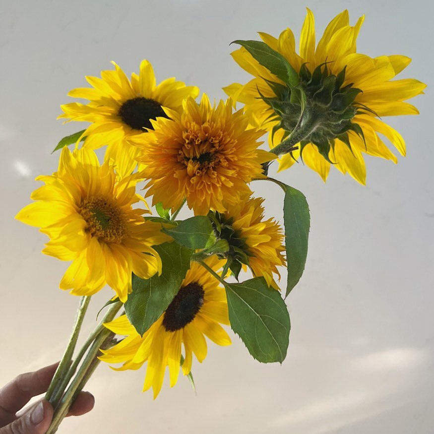 100% volunteers. 100% summer cheer.

Last summer, I planted a large patch of branching sunflowers and we enjoyed a gorgeous 8ft tall hedge against the neighboring fence. By the end of the summer, I was too burned out to harvest them and just watched 