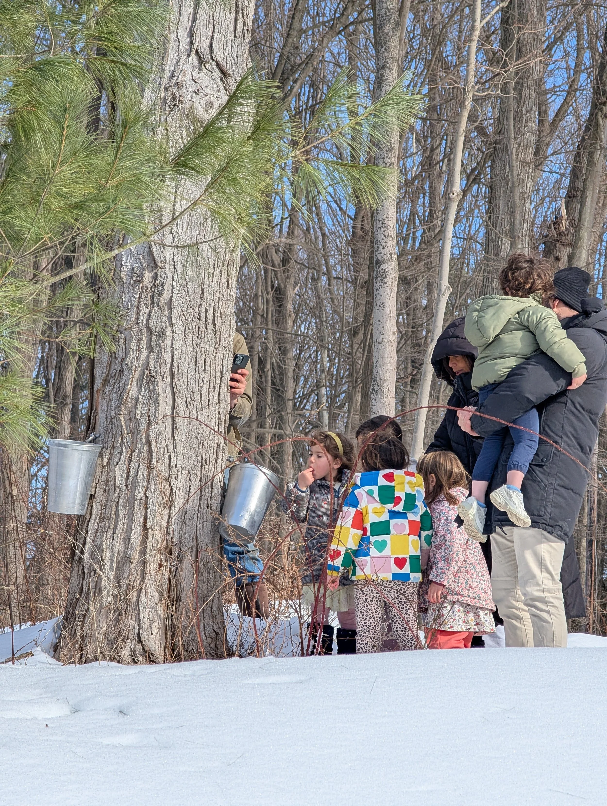 Maple syrup tree tapping