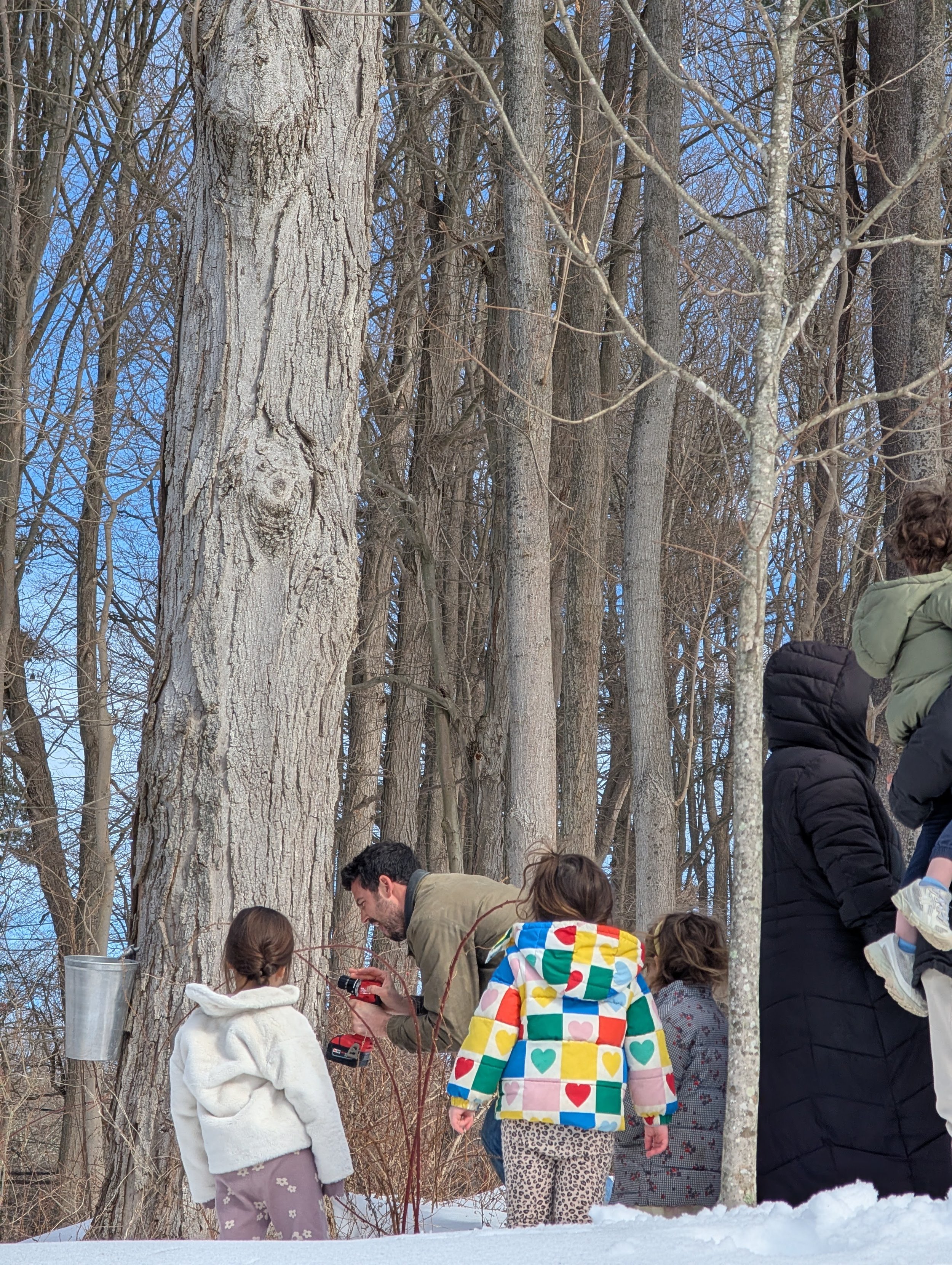 Maple syrup tree tapping
