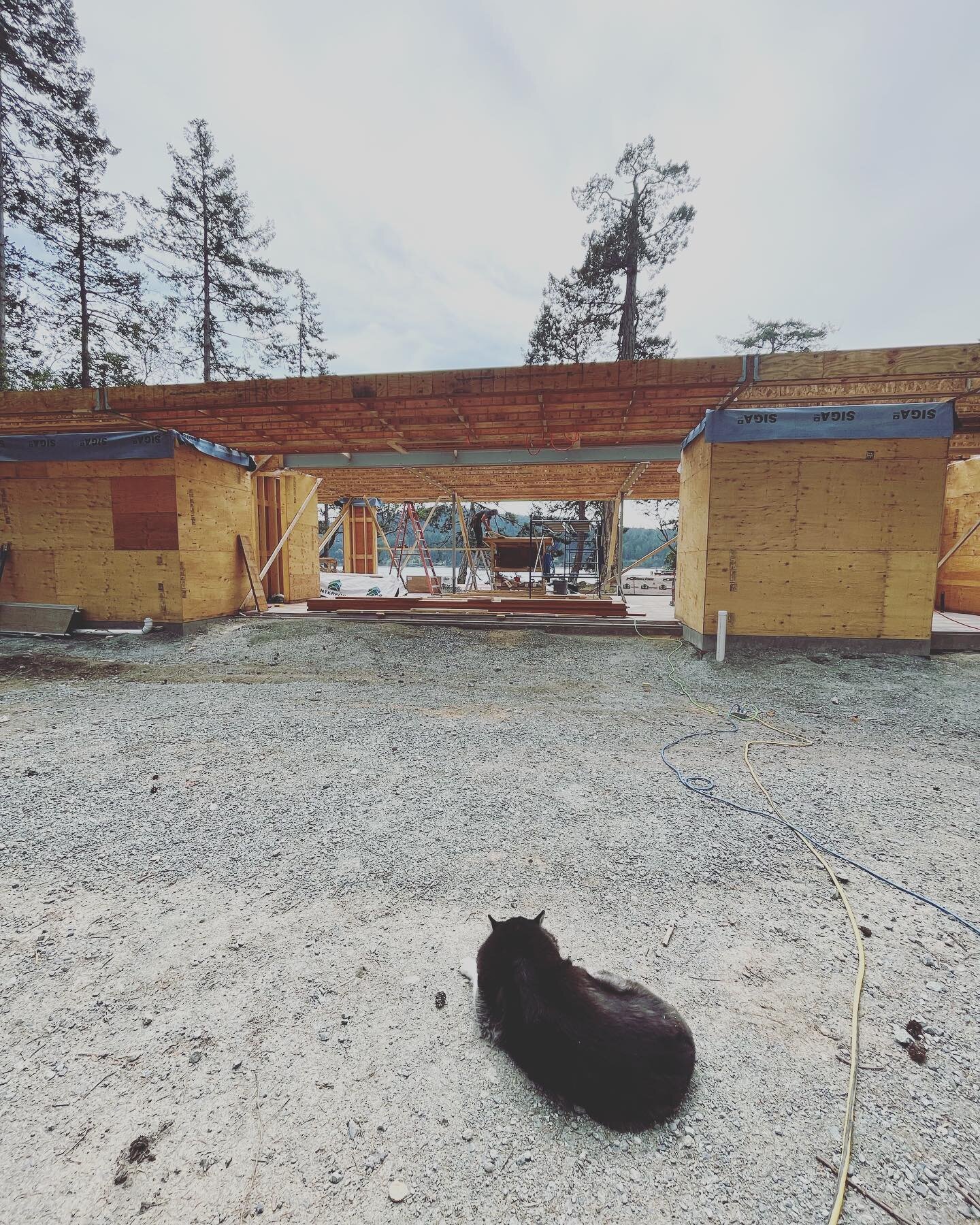 Framing Progress on Mayne island. The veteran Riley always keeping an eye on the quality.  @wovenarchitecturedesign  #architecture #modernarchitecture #builders #customhomes #framersareadyingbreed #mayneisland #yyj #yvr