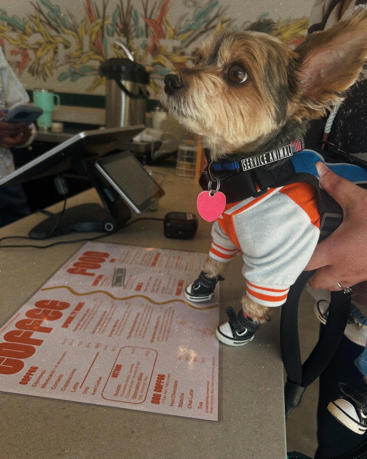 Pup Cups Are Here at People&rsquo;s Town Coffee!
Bringing your pup along for your coffee run? We&rsquo;ve got a treat for both of you!
Swing by and grab one of your favorite drinks&mdash;and a pup cup for your furry best friend. It&rsquo;s the perfec
