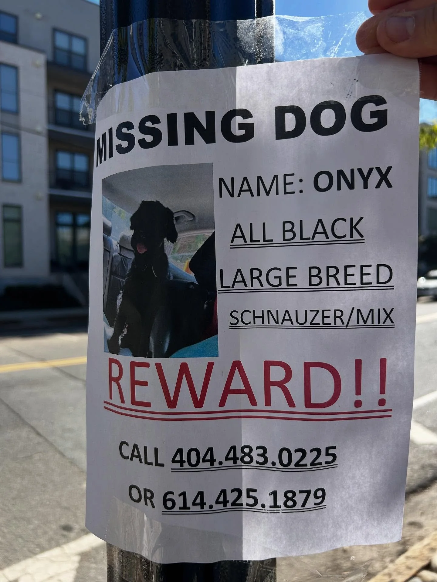 🚨 Missing Dog Alert in Peoplestown 🚨
If you&rsquo;ve seen Onyx the dog at all please reach out!

Please share this post and keep an eye out when walking or driving through the neighborhood &mdash; every sighting helps! ❤️🐾