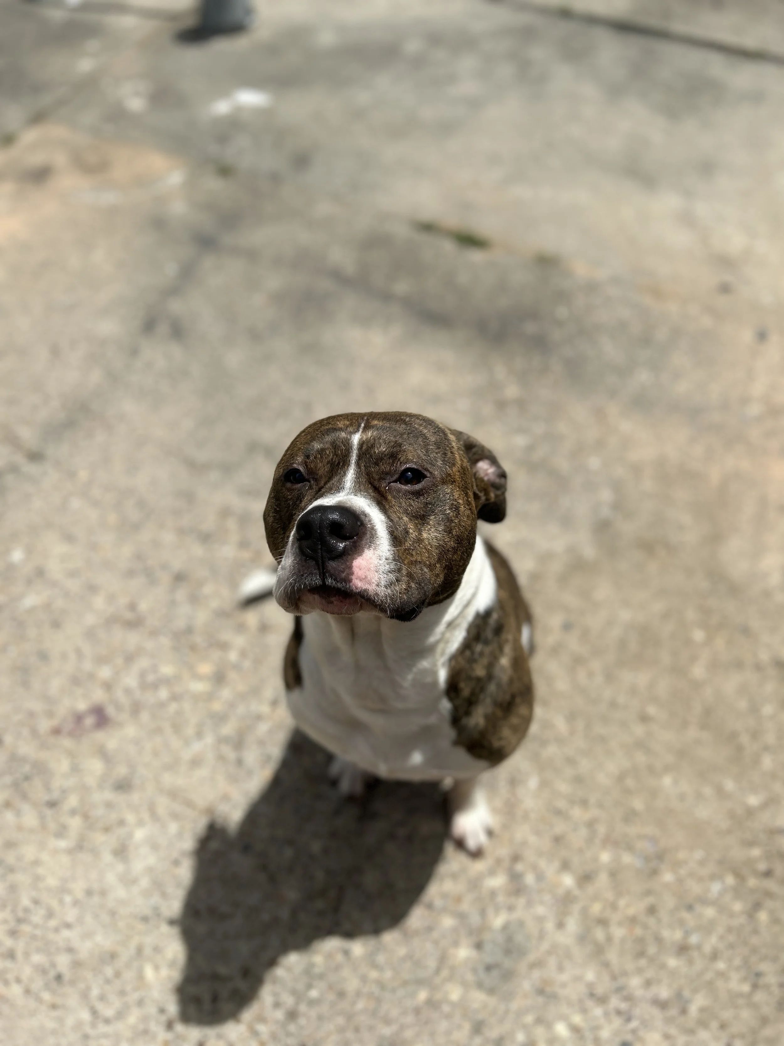 A brindle and white pitbull sitting on concrete ground, looking up at the camera with a relaxed expression.