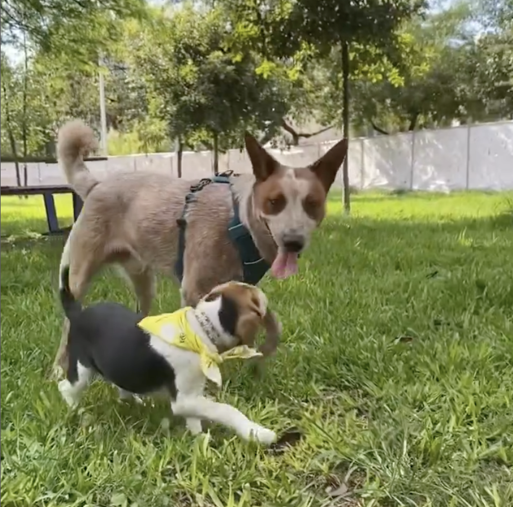 Captura de pantalla 2025-02-14 a la(s) 1.00.18 a.m..png