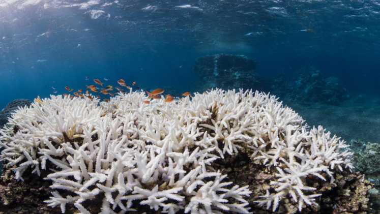 Underwater view of a white coral reef with small fish swimming above it.