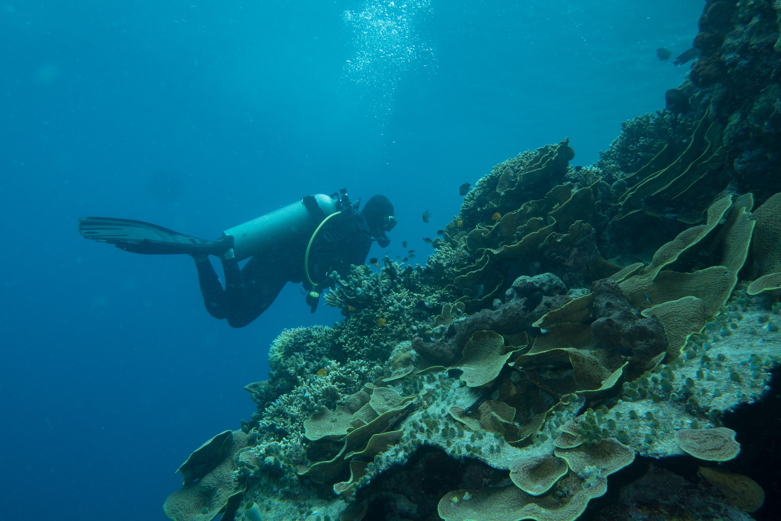 Dive Guide on coralwall.jpg