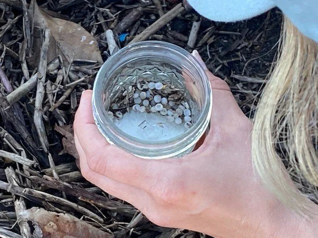 Person holding a glass jar with a few small eggs inside, outdoors among brown leaves and twigs.