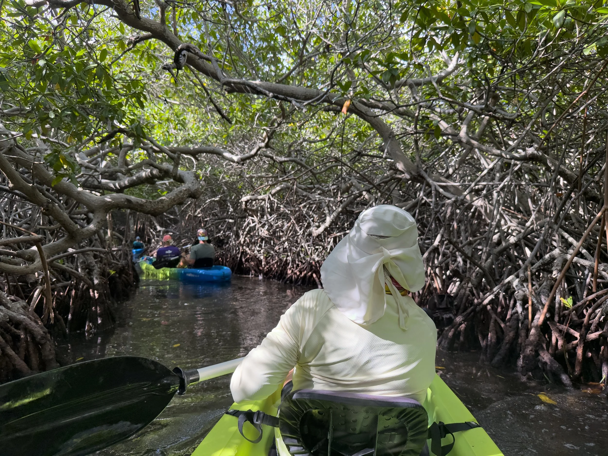 People kayaking through a mangrove forest, with roots extending into the water and dense green foliage overhead.