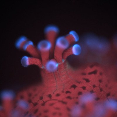 Close-up of a colorful, microscopic coral or sea creature with bright blue and pink tube-like structures under a dark background.