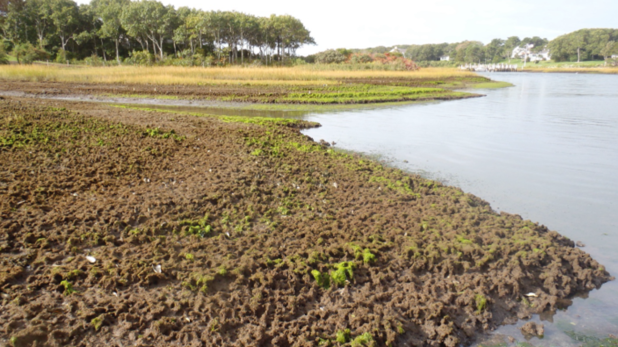 Marshland with brown and green vegetation along the water's edge, surrounded by trees and a distant shoreline with houses.