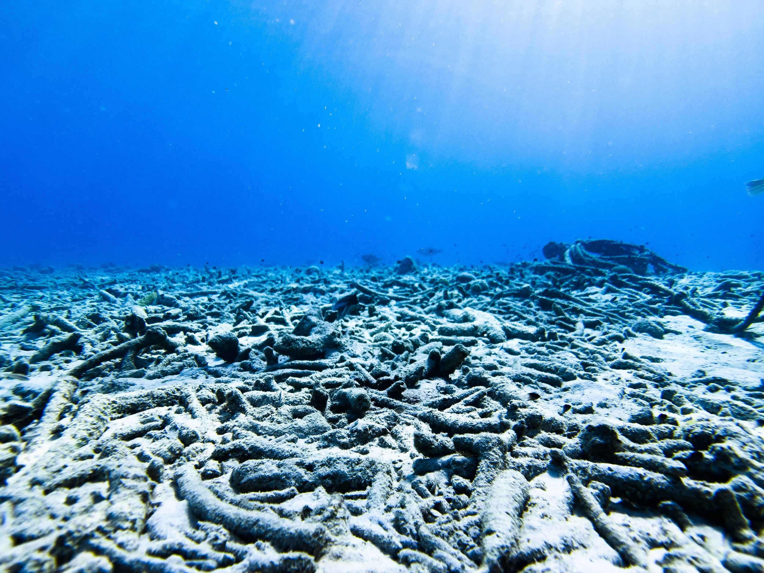 Paradise Lost: Collapse of a Coral Reef Ecosystem of Bonaire