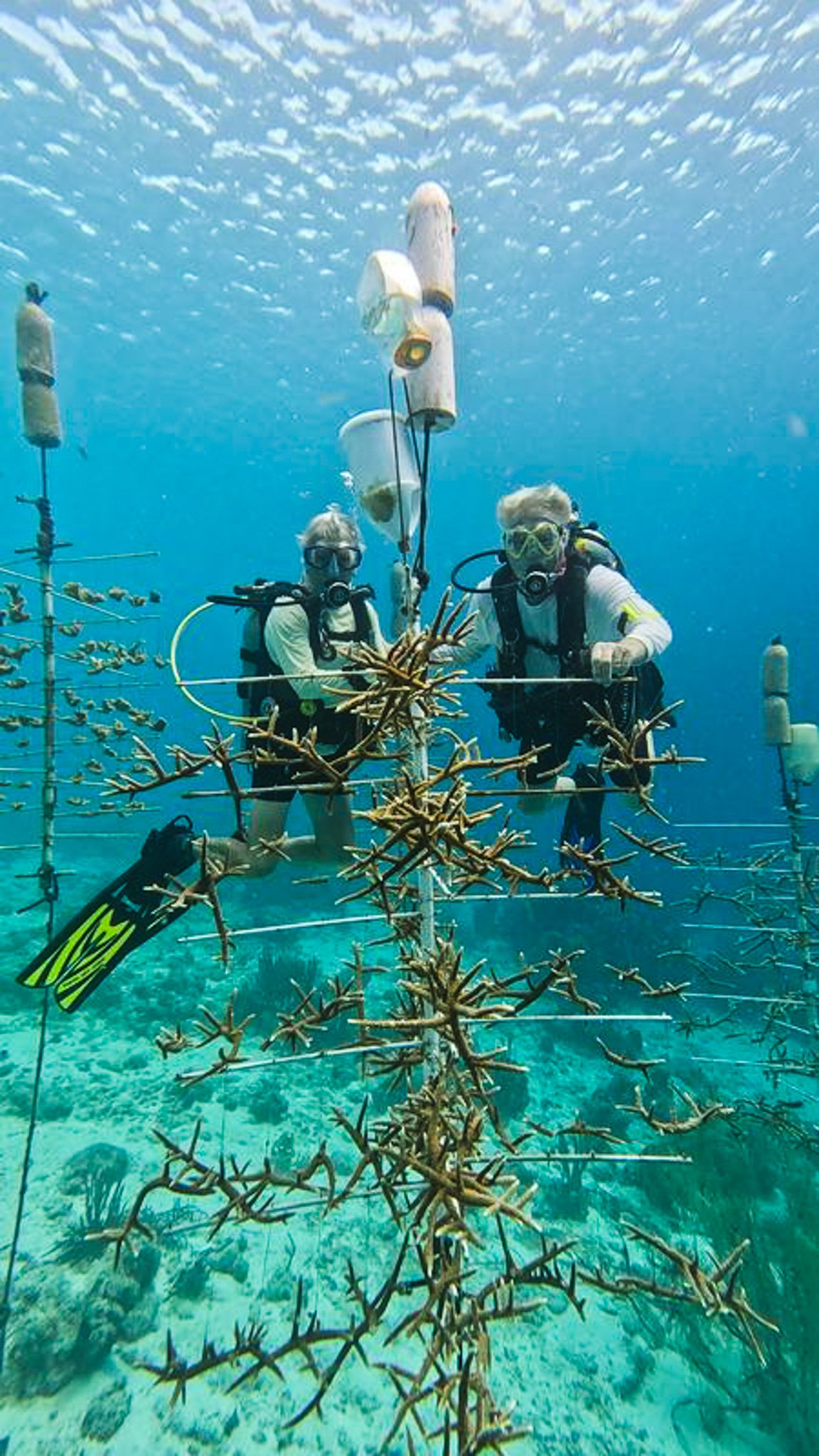 Reef Renewal Bonaire Project