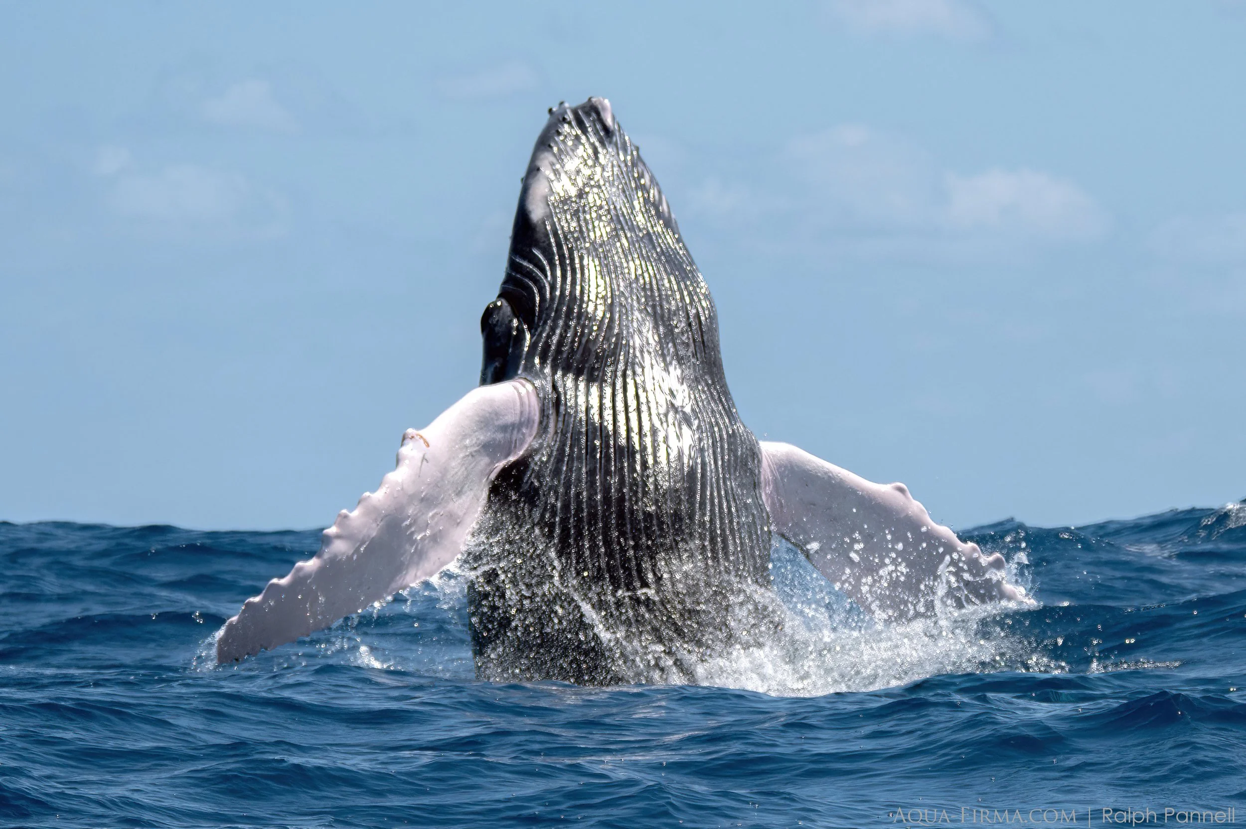 World Whale Day, February 15th