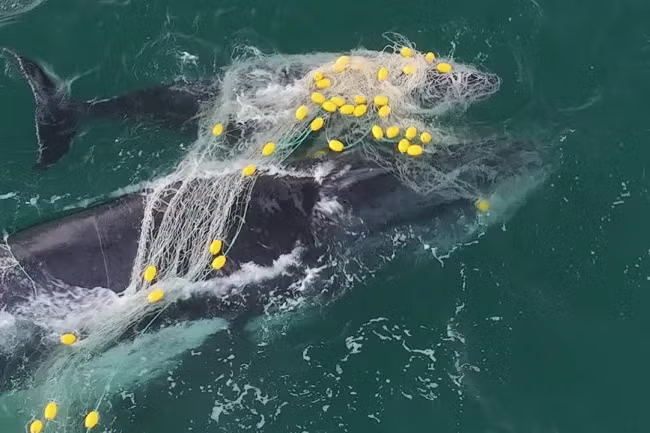 Saving Giants of the Pacific: A Conversation with Marie Harvey,  A NOAA Large Mammal Entanglement Response Team Leader