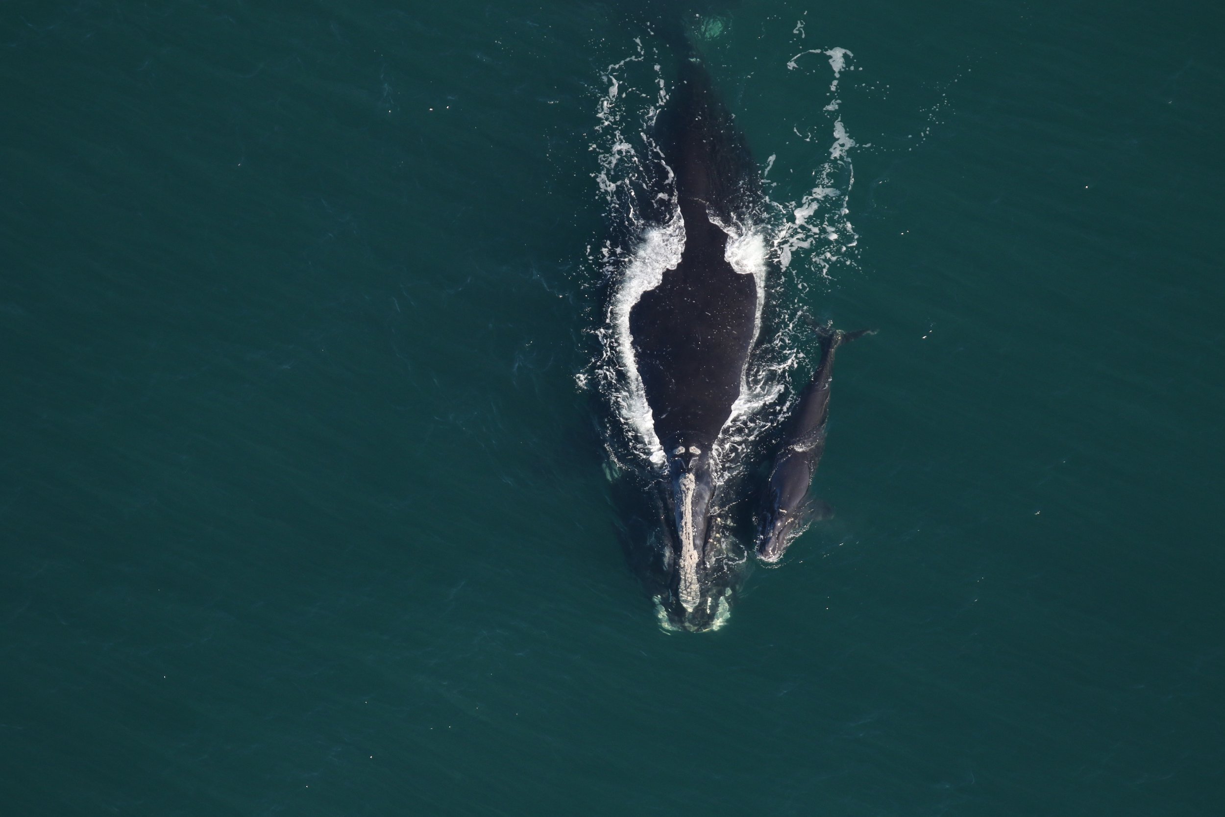 Guardians in the Gray Atlantic: A Fragile Hope for the Right Whale