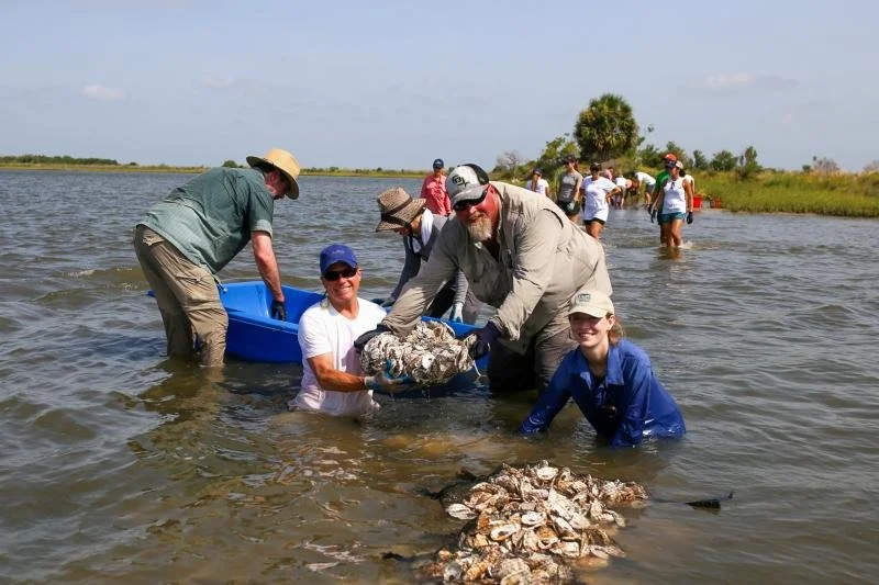 The Shell Game That's Saving Our Coasts