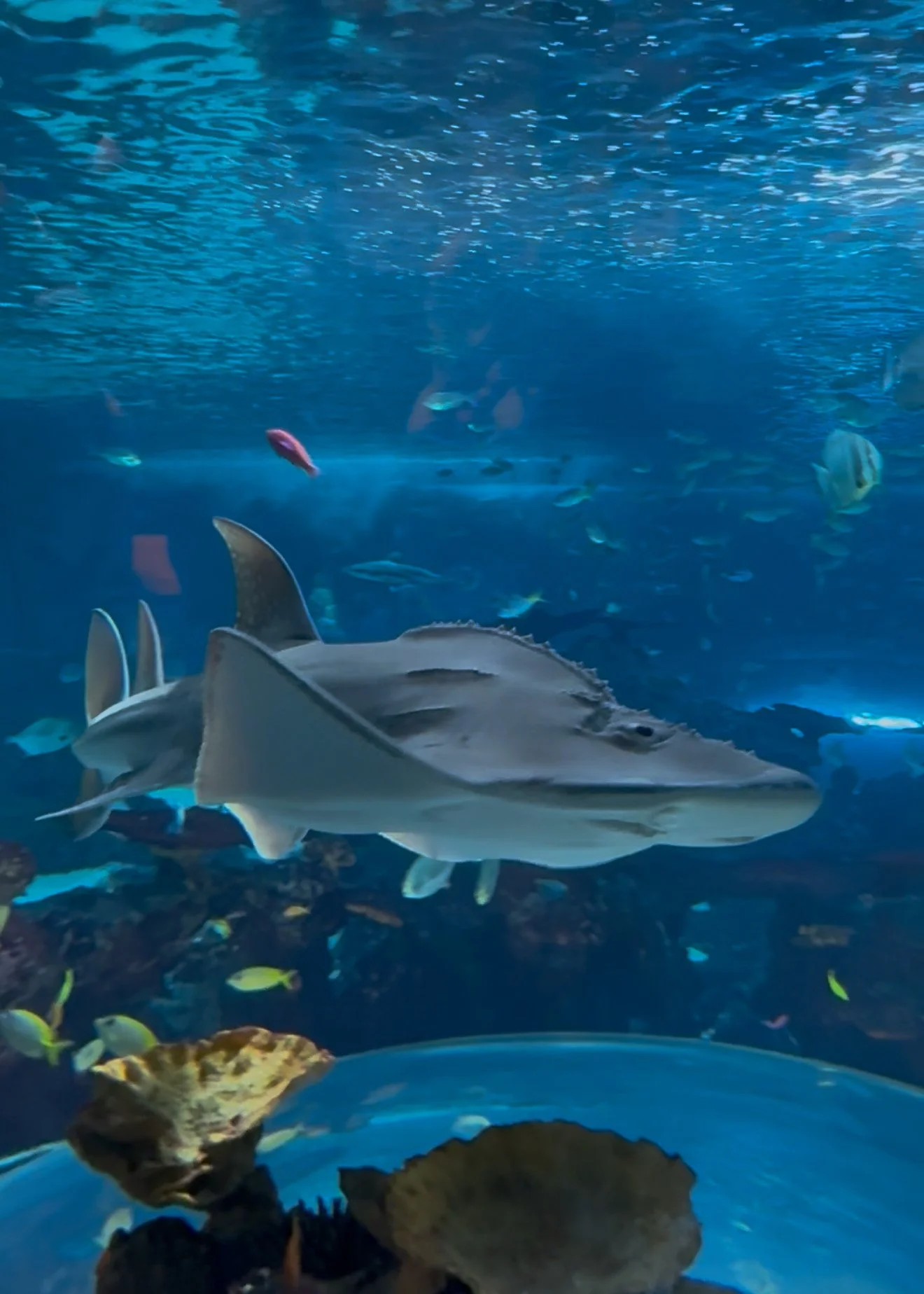 We Saw a Living Fossil — And It Might Not Be Around Much Longer