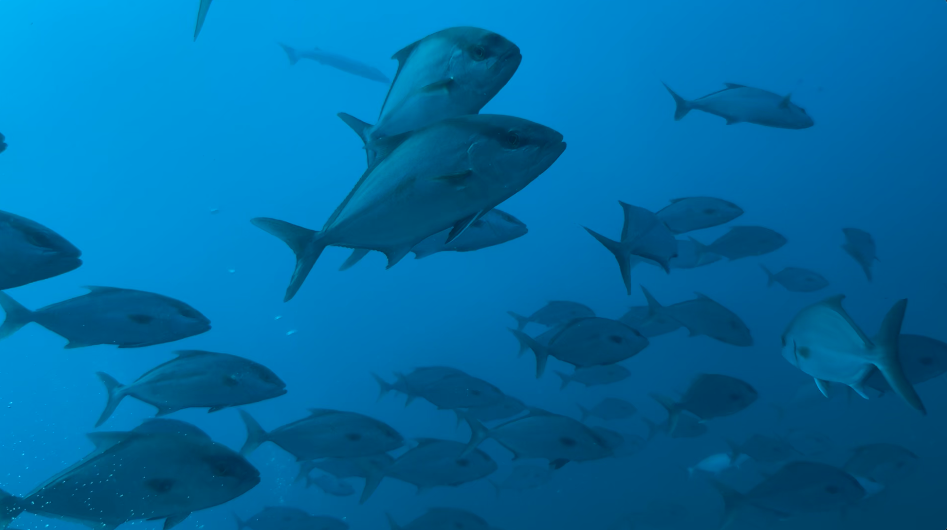 Getting My Blue On — And Why the Ocean Still Needs Us