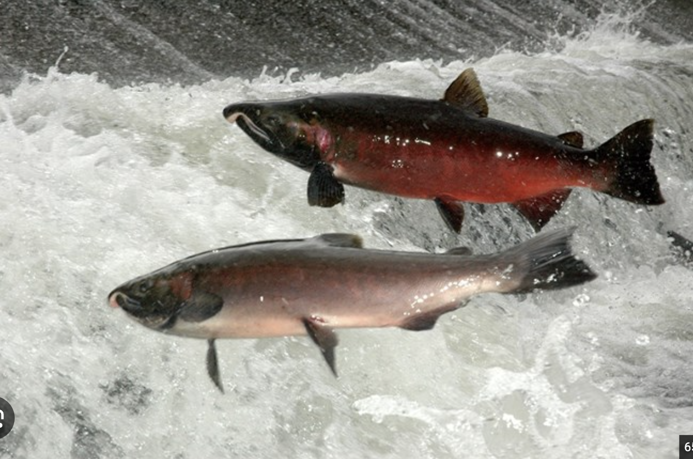 Washington State Tore Down 2 Dams on the Elwha — What the Salmon Did Next Was Unbelievable