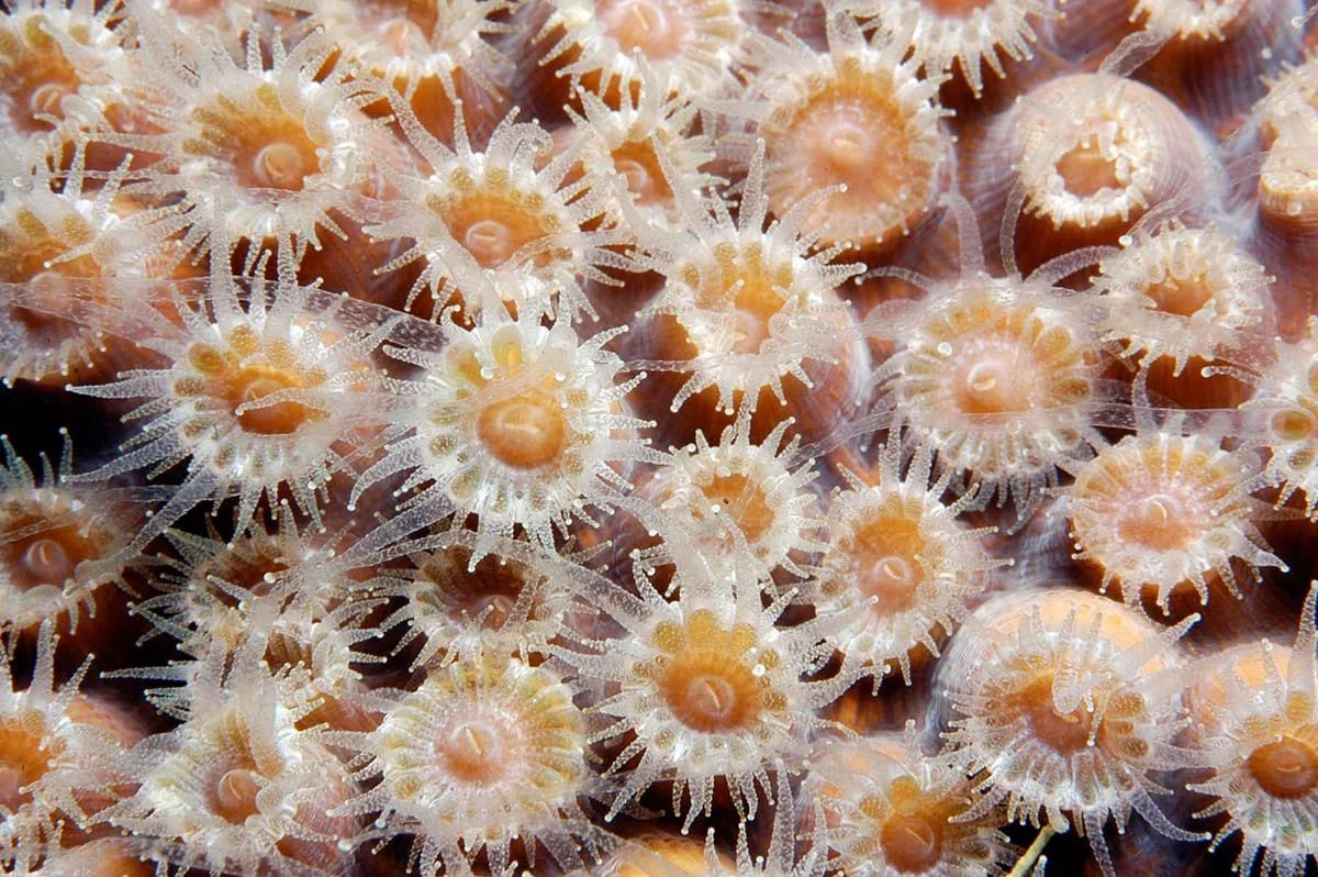 The Whole Reef: Growing It Back 