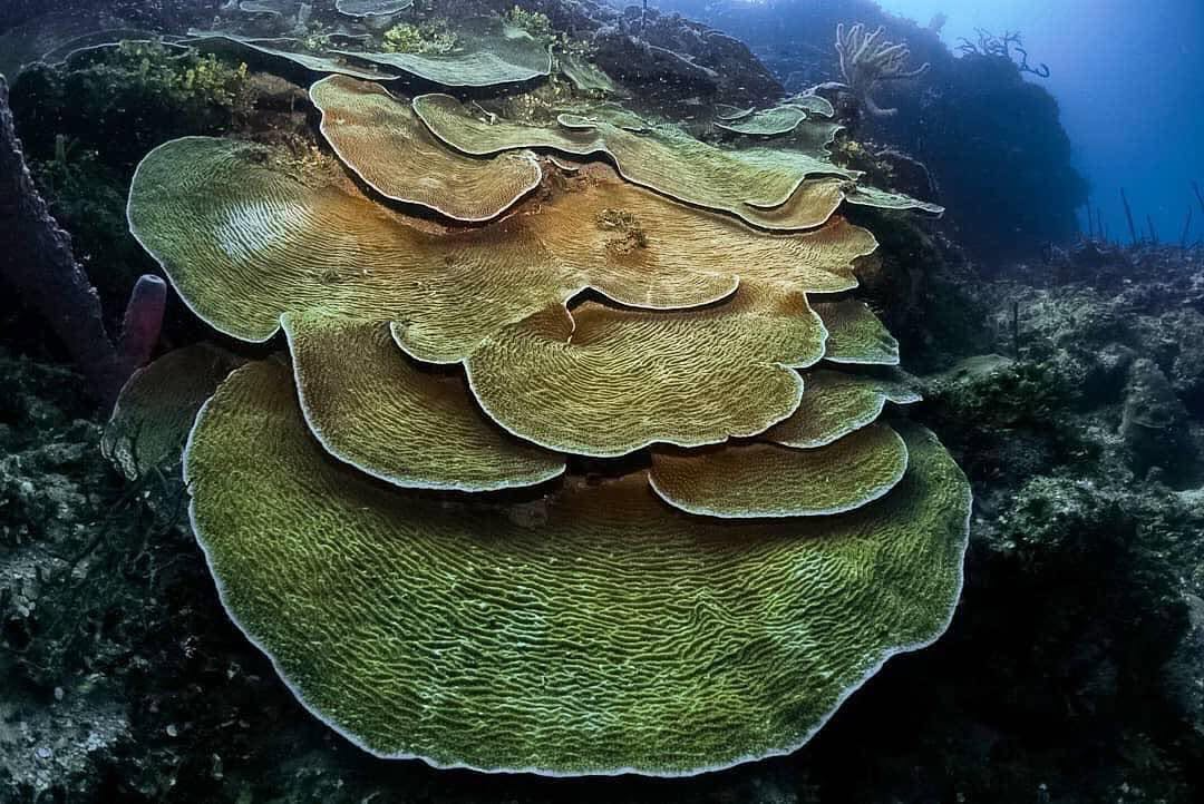 Plate Coral in the Nursery