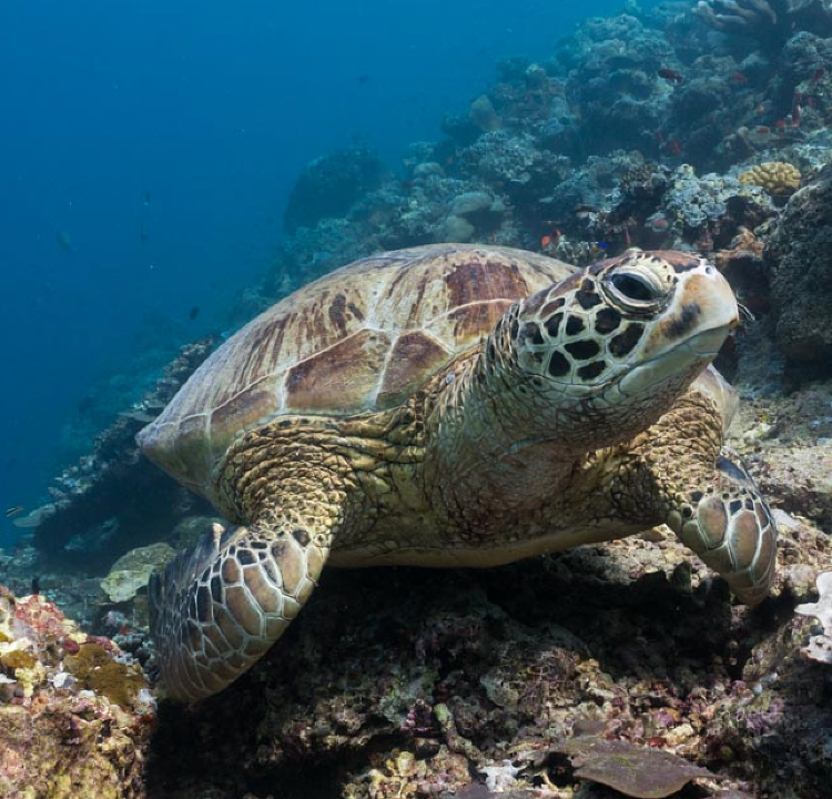 Underwater scene showing a sea turtle resting on coral reef with clear blue water in the background.
