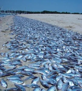 A large number of dead fish washed up on the shore of a beach.