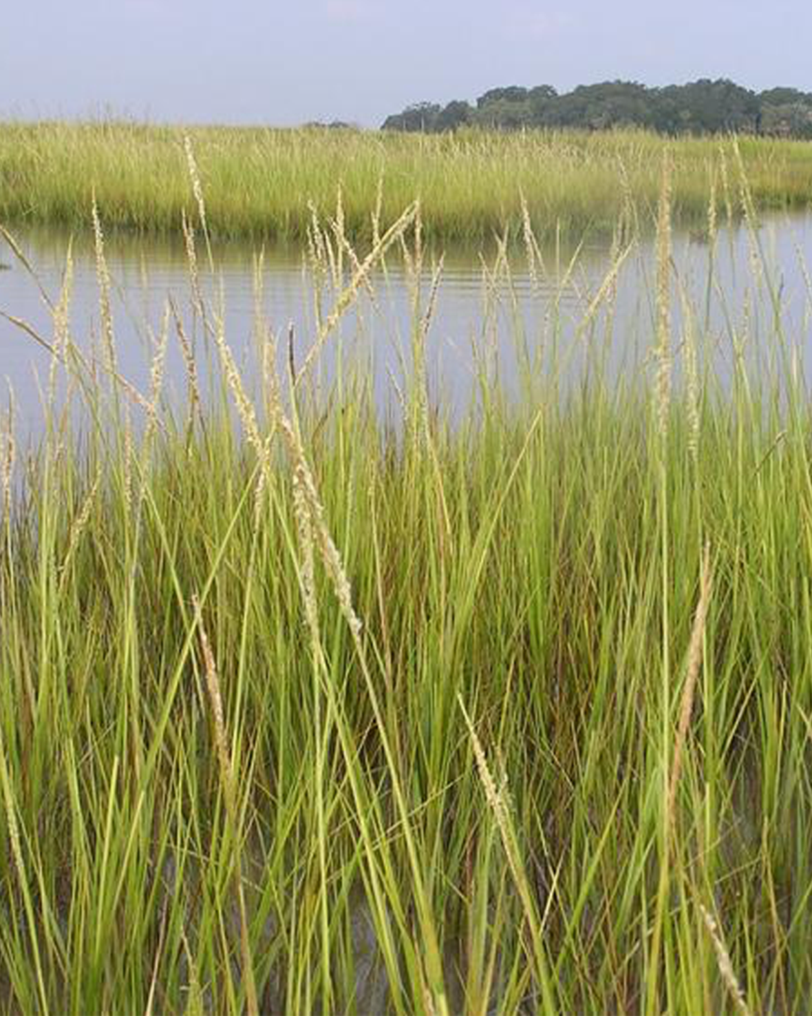 Tall green grass growing near a body of water with trees in the background.