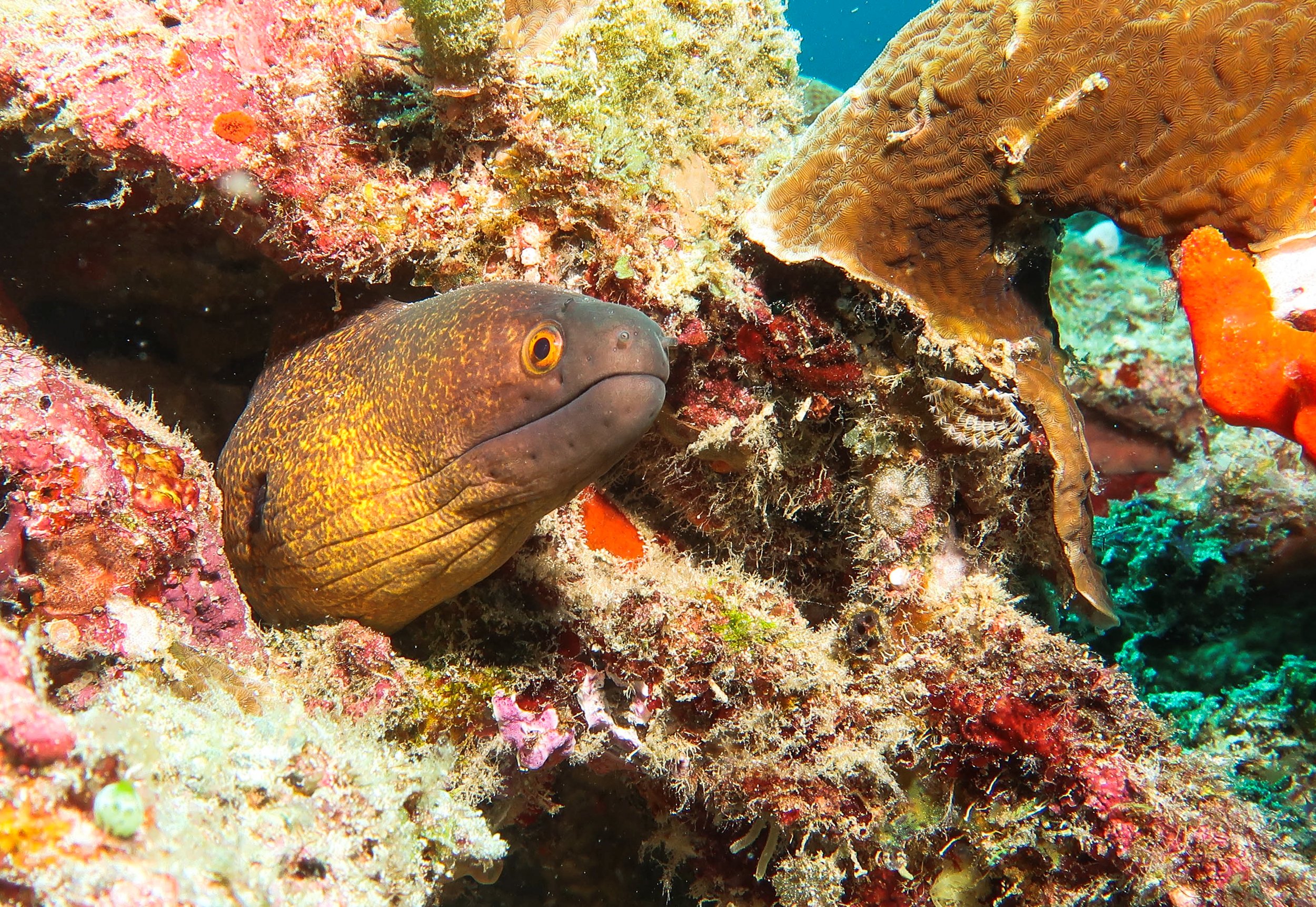 Moray Eel 5-2.jpg