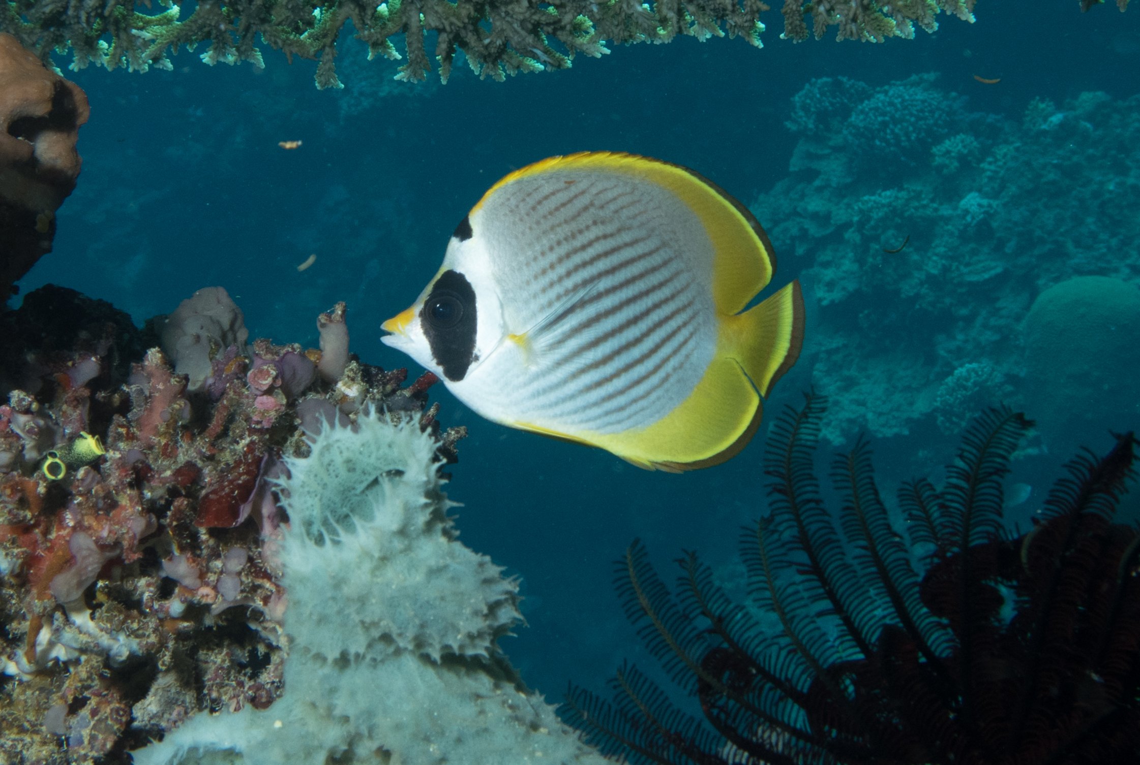 1- Panda Butterfly Fish.jpg