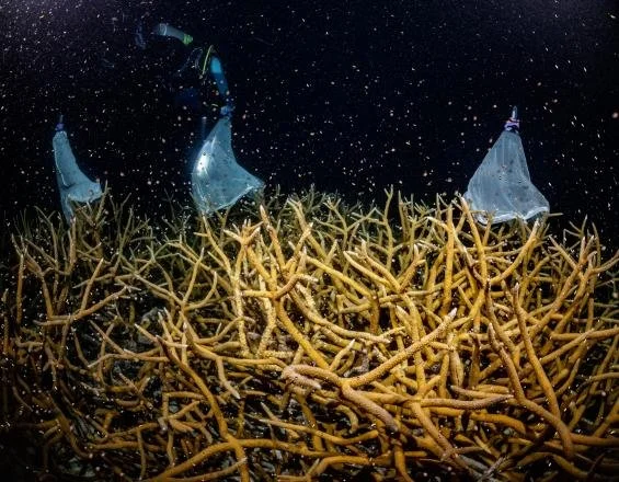 Underwater scene showing a large bed of yellowish coral with two plastic bags caught in the branches, and dark water with tiny particles floating around.