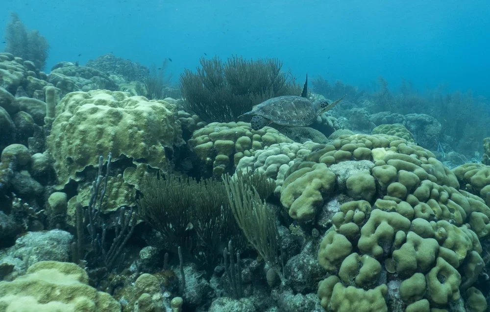 Underwater scene with coral reef, various corals, and a sea turtle swimming among rocks and plants.