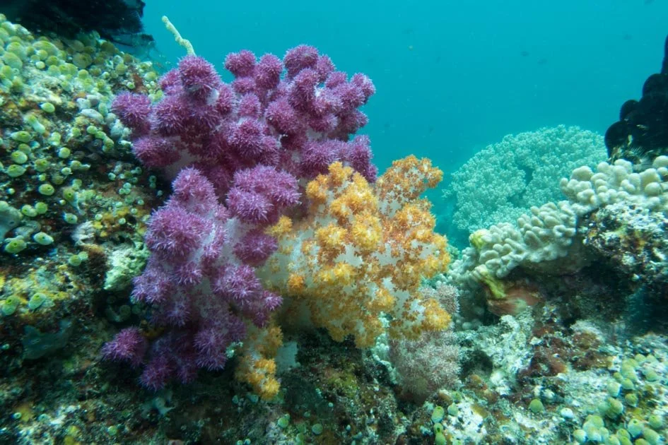 Underwater scene with colorful soft corals in purple, yellow, and white on a reef, surrounded by various smaller marine life.