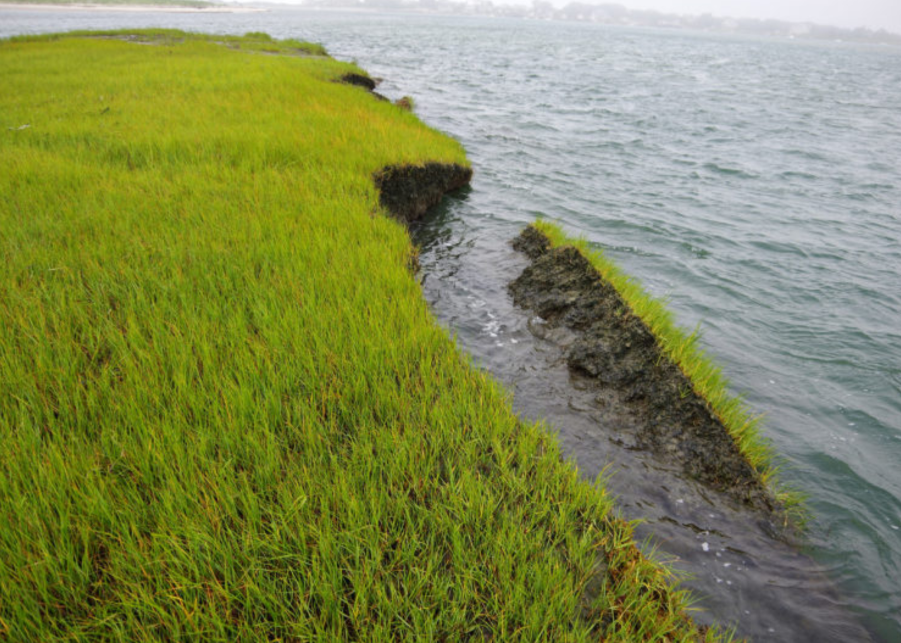 Close-up view of a grassy shoreline with green grass and dark rocks leading into a body of water, possibly a lake or ocean.