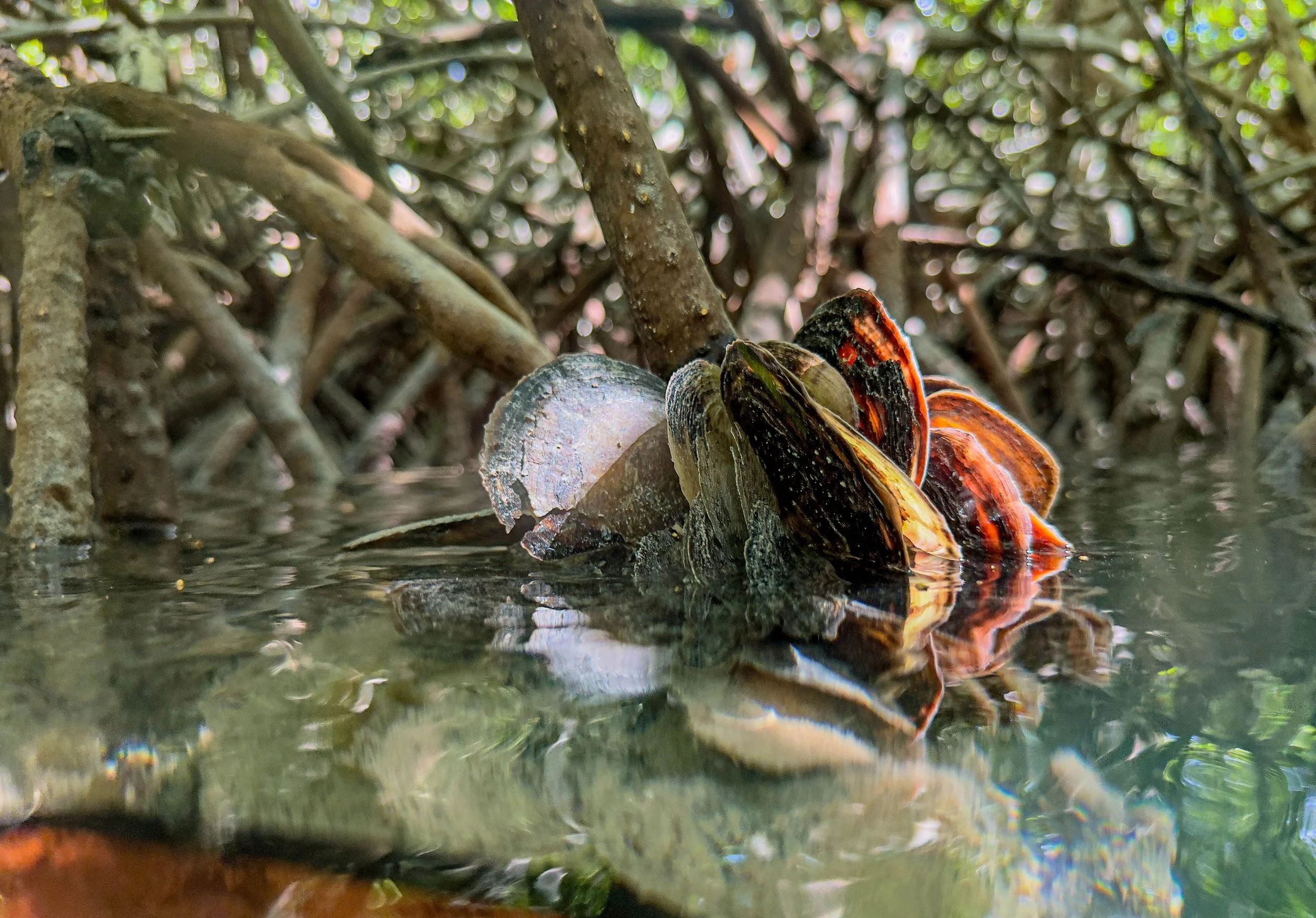 Close-up of oysters attached to a submerged log in a mangrove swamp, with roots and branches in the background.