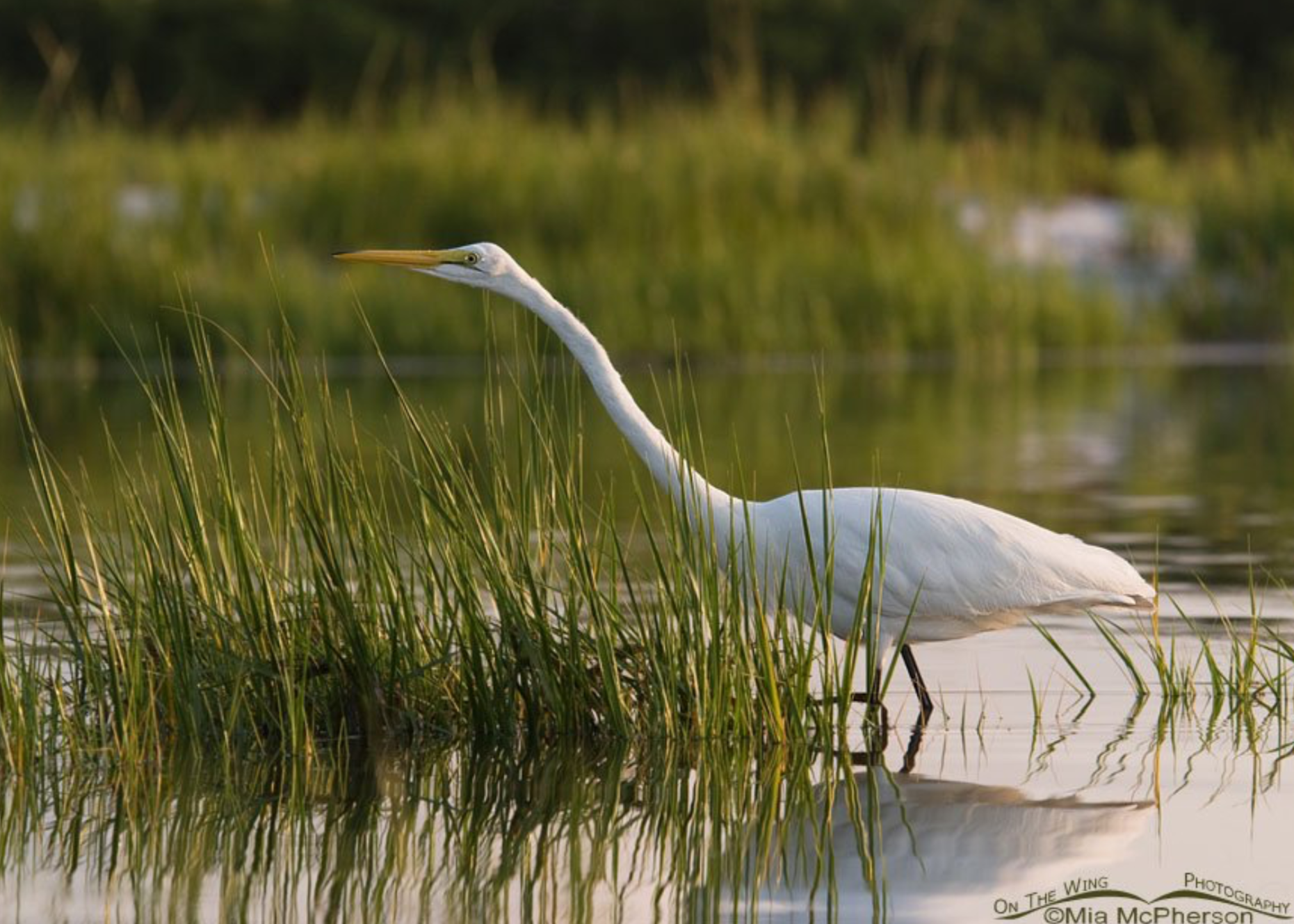 A white heron standing in shallow water among green reeds, with a blurred natural background.