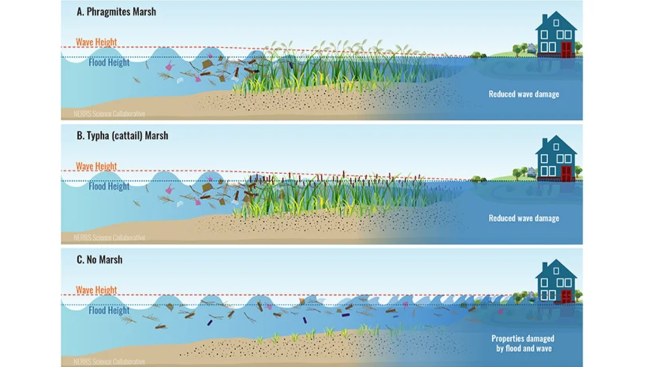 A diagram illustrating different marsh conditions affecting flood damage. The top section shows a healthy marsh with vegetation, reducing wave damage during floods. The middle section depicts a cattail marsh, providing some flood protection. The bottom section shows no marsh, with property damaged by flood and wave activity.