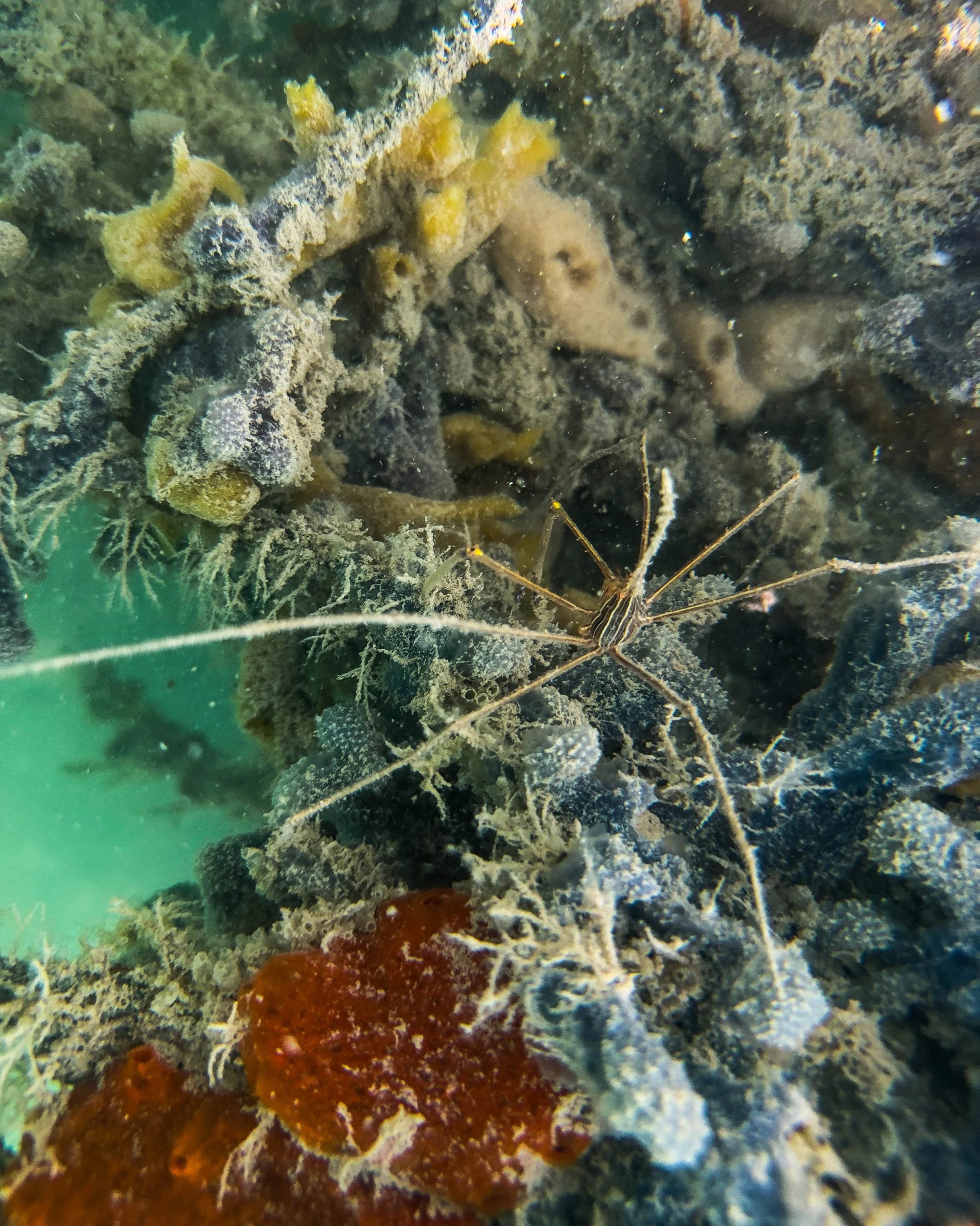 Underwater scene featuring a long-legged crustacean on coral and rocks.