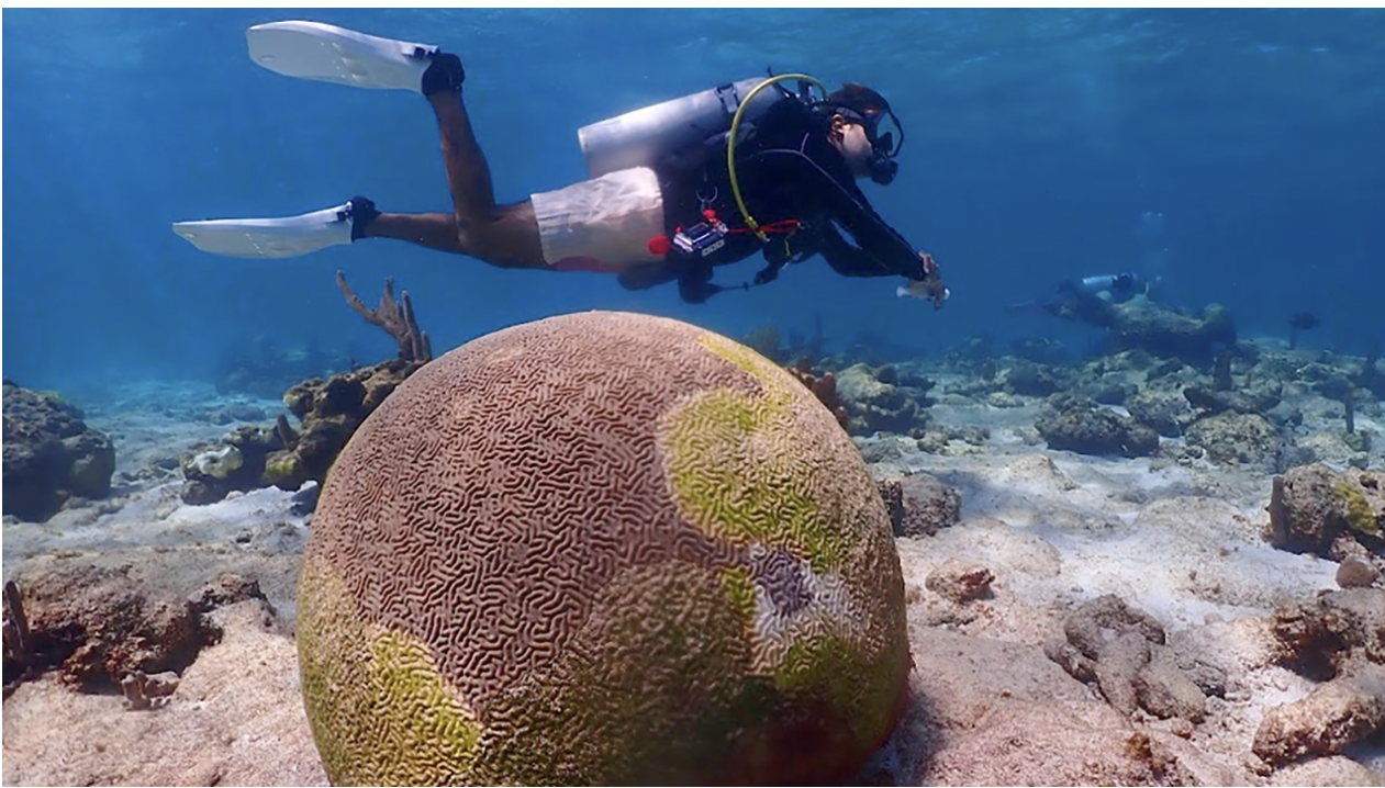 A person scuba diving near a large round coral formation underwater surrounded by rocks and ocean floor with clear blue water.