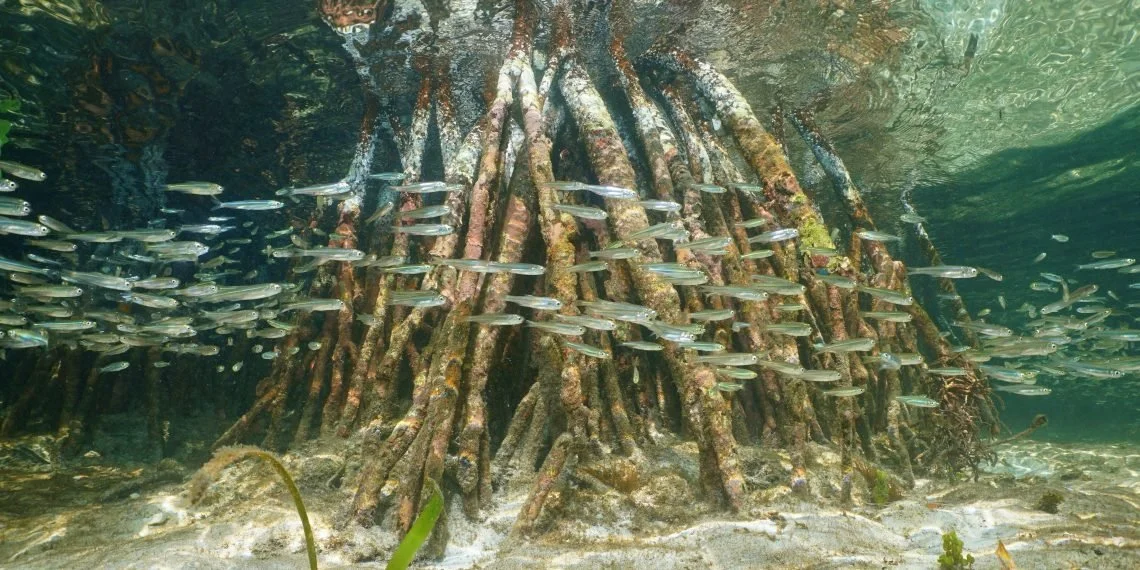Underwater scene of a mangrove root system with numerous small fish swimming around it.