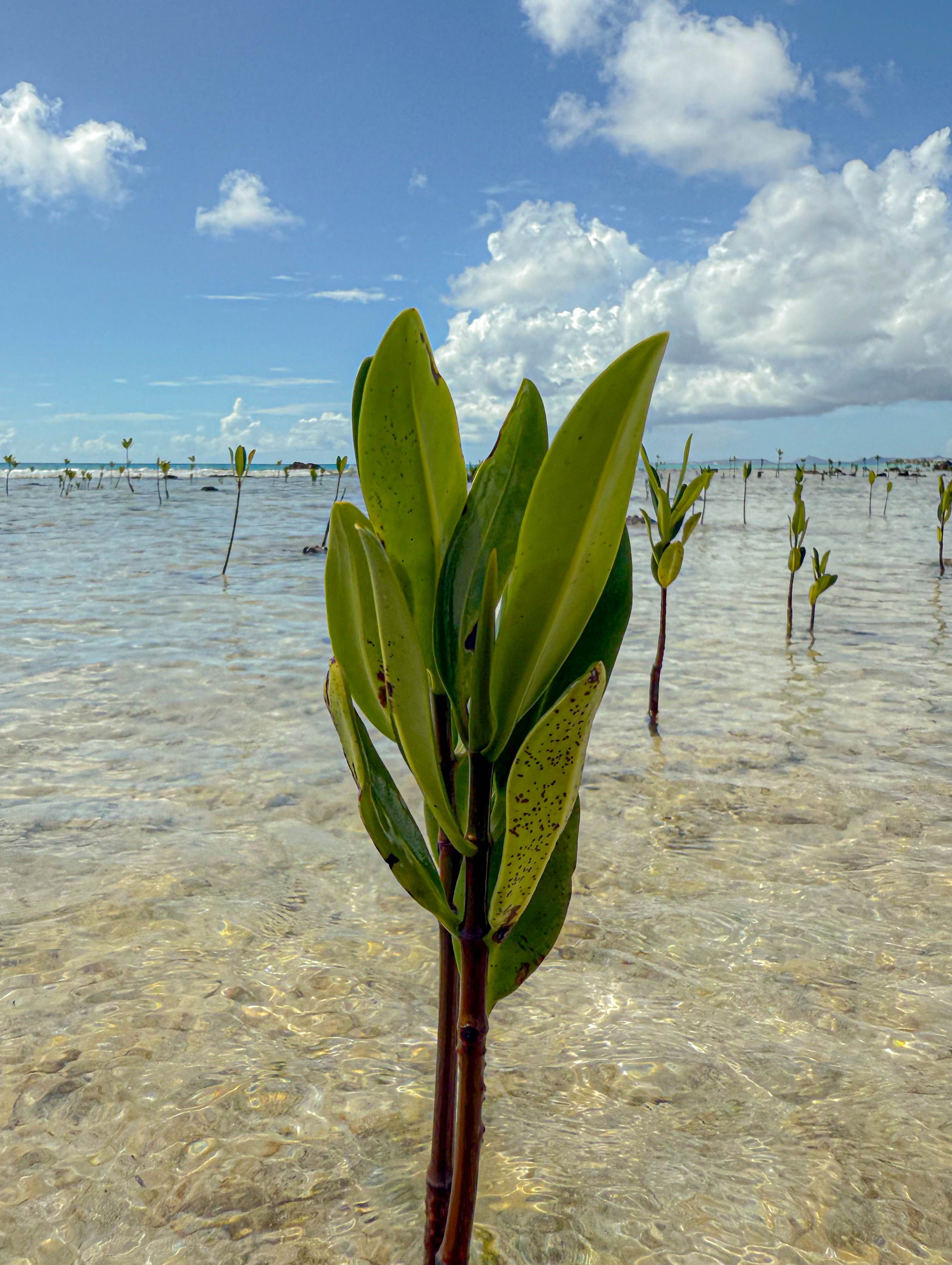 A young mangrove tree growing in shallow clear water on a beach with a blue sky, some clouds, and distant shoreline in the background.