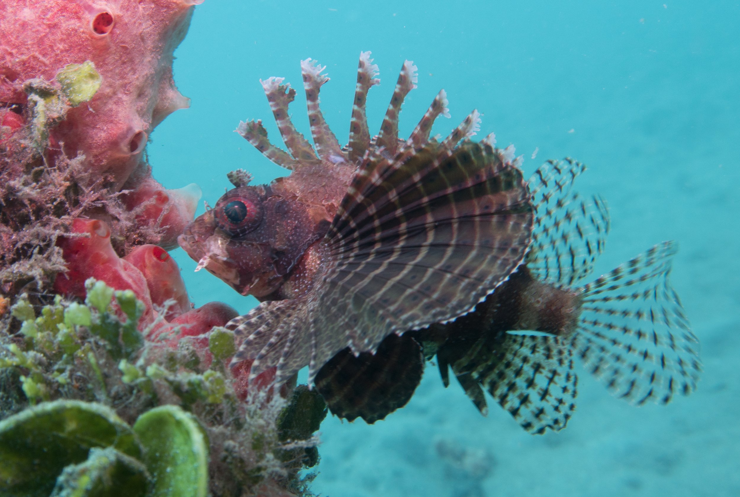 1- Fuzzy Dwarf Lionfish.jpg