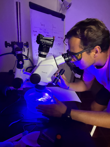 A scientist looking into a microscope in a laboratory with a whiteboard in the background.