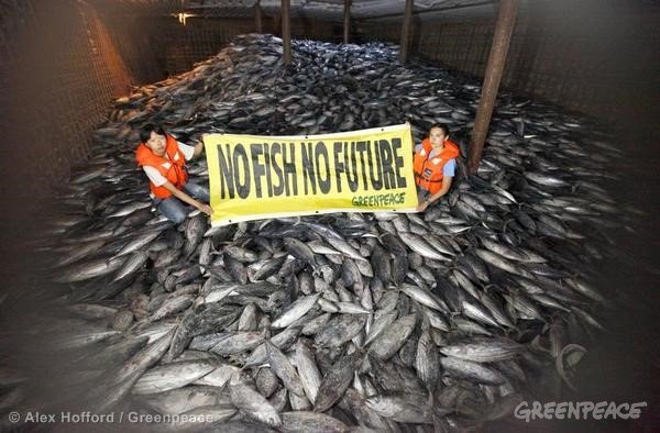 Two people in orange vests holding a Greenpeace banner reading "No Fish, No Future" amid a large pile of dead fish in a facility.