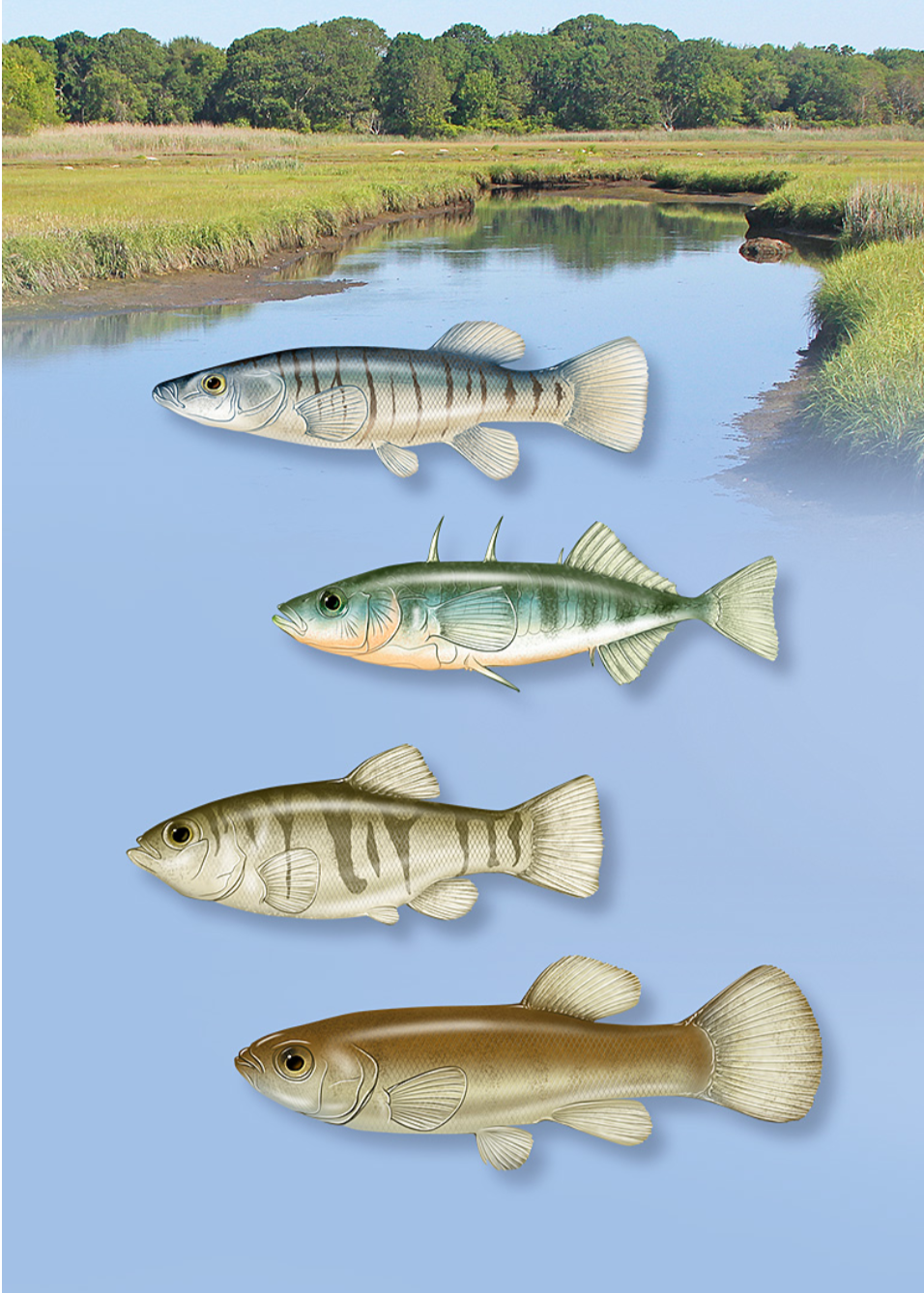 Illustration of four different fish swimming in a river with grassy banks and trees in the background.