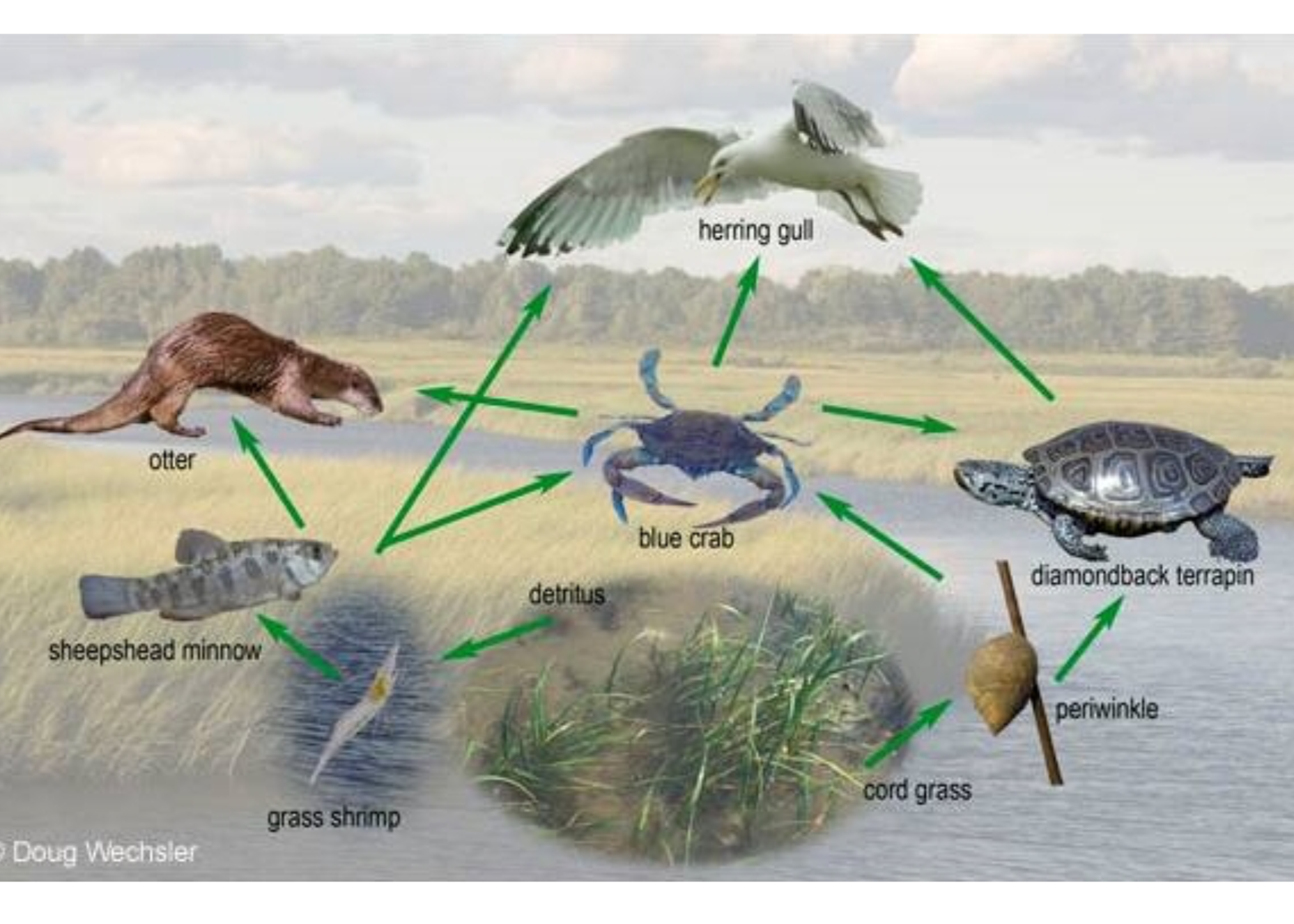 Food web diagram featuring a sheepshead minnow, grass shrimp, otter, blue crab, heron gull, diamondback terrapin, periwinkle, cord grass, and detritus.