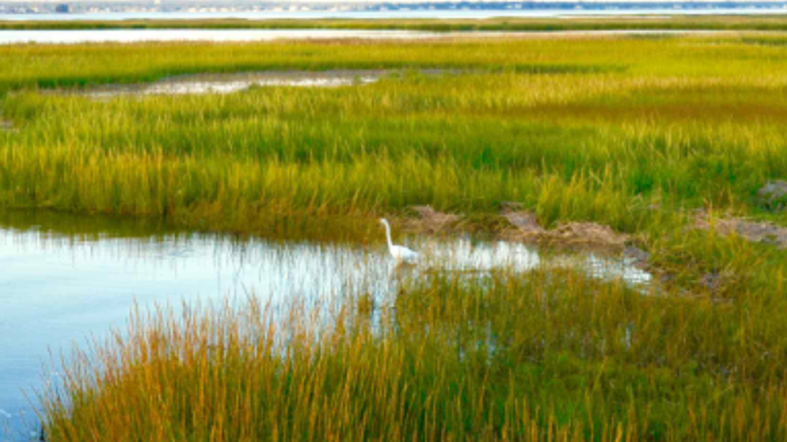 A white heron standing in a shallow water body surrounded by green marsh grass.