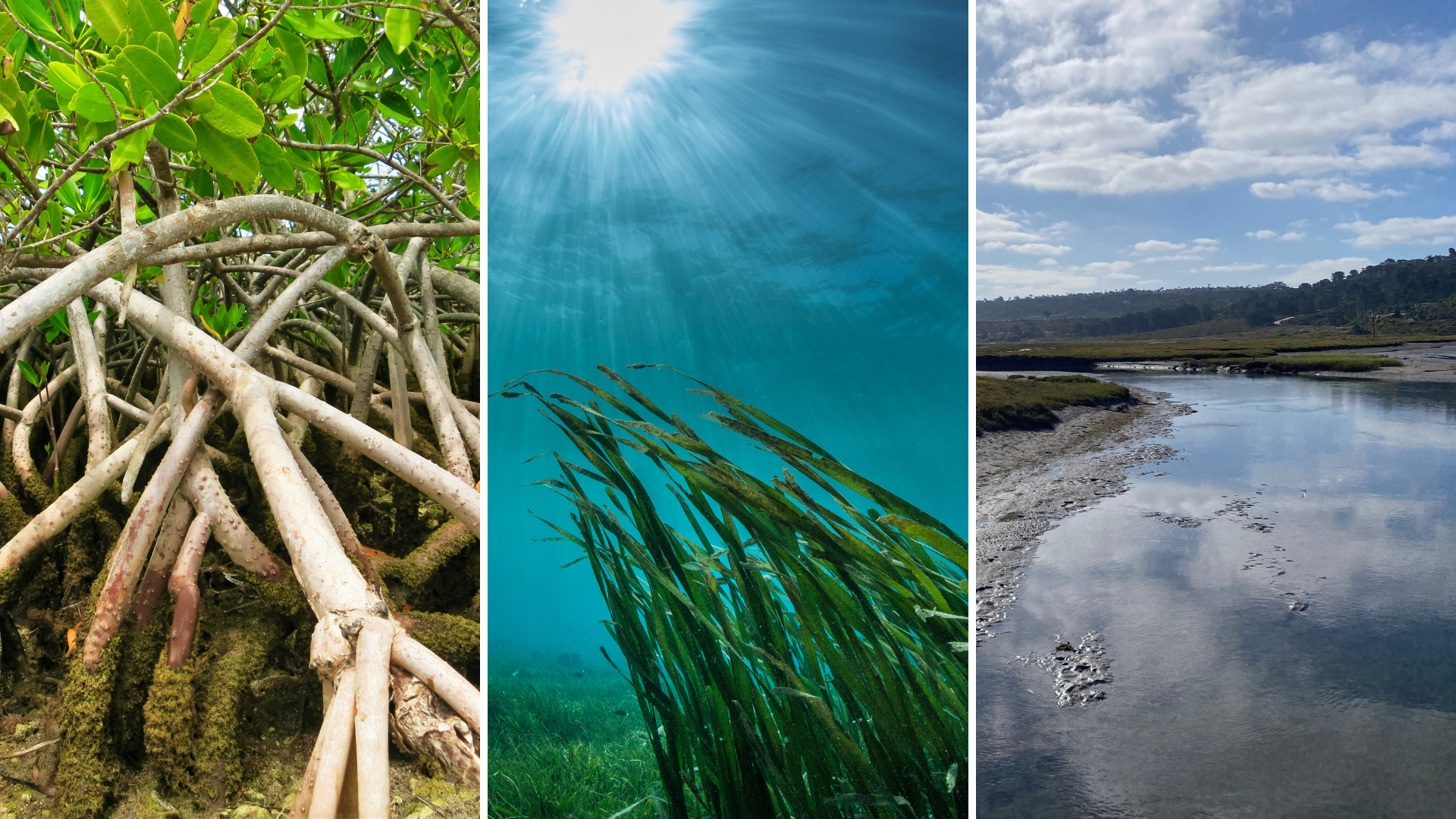 A collage of three images showcasing natural environments: the first image shows a dense mangrove forest with intertwined roots and green leaves; the second image depicts an underwater scene with sunlight shining through the water onto tall grass or seaweed; the third image features a river flowing through a landscape with grassy banks, under a partly cloudy sky.